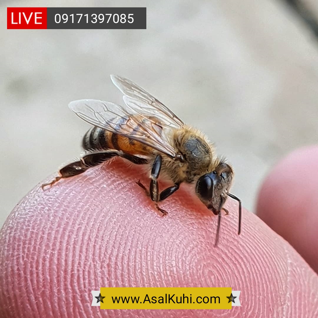 مطالعه‌ی زنبورعسل از نظر حشره شناسی