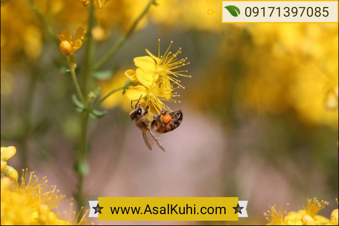 نقش زنبور عسل در کشاورزی و محیط زیست