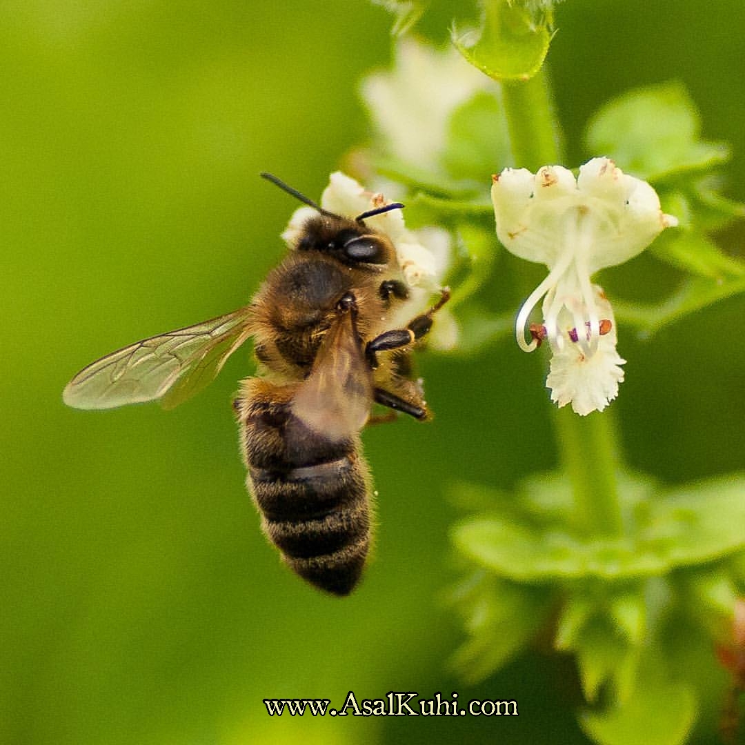 عسل و اهمیت زنبور عسل