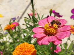 عسل طبیعی بهار
